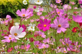 格桑花