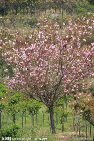 樱花树