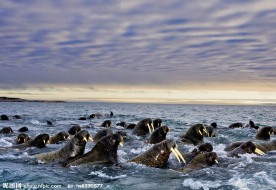 挪威海象