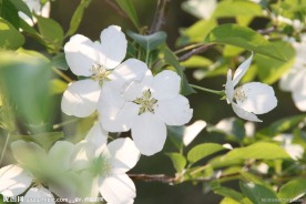 稠李子花
