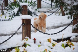 雪中小狗