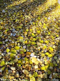 林荫