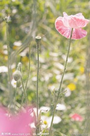 清雅花恋