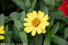 小丽花