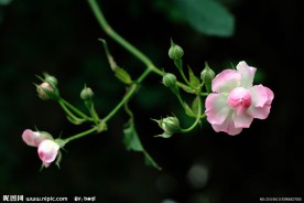 蔷薇花