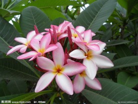 鸡蛋花