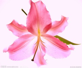 百合花