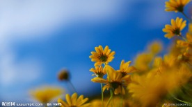 野菊花