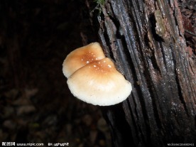 野生香菇