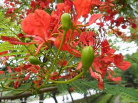 凤凰花