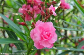 夹竹桃花