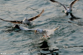 海鸥