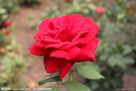 玫瑰花