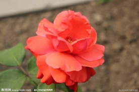 玫瑰花