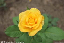 玫瑰花