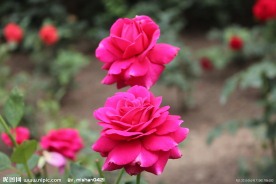 玫瑰花