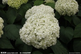 白花