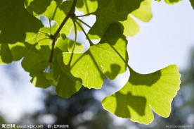 夏日逆光绿色银杏叶