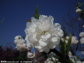 白 桃花