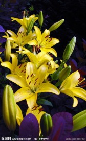 黄色百合花