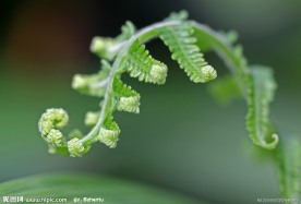 蕨类植物