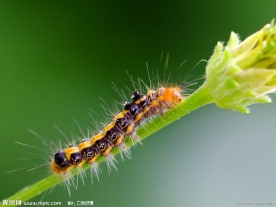 毛毛虫 （非高清）