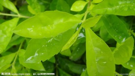 树叶水珠
