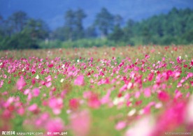 花丛