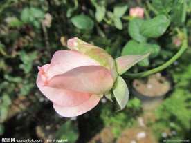 玫瑰花