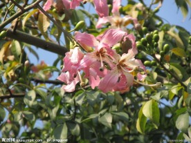 粉红花