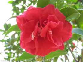 茶花