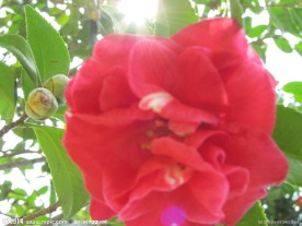 茶花