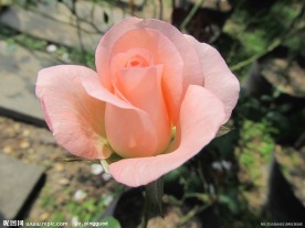 玫瑰花