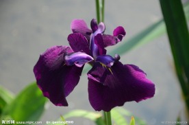 玉蝉花