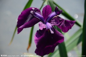 玉蝉花