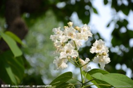黄金树花
