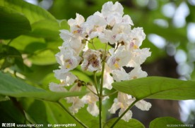 黄金树花