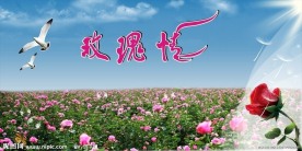玫瑰花海