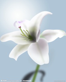 手绘百合花