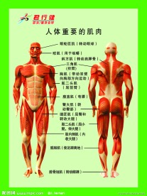 人体肌肉分布