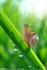蜗牛