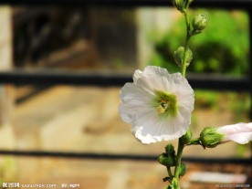 蜜蜂与花