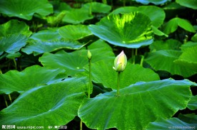 初露锋芒