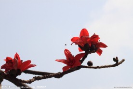木棉花