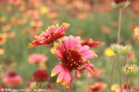 双朵红花
