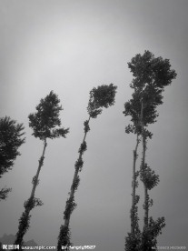 杨树