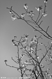 玉兰花枝