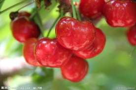 樱桃图