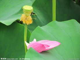 荷花