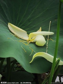 落荷